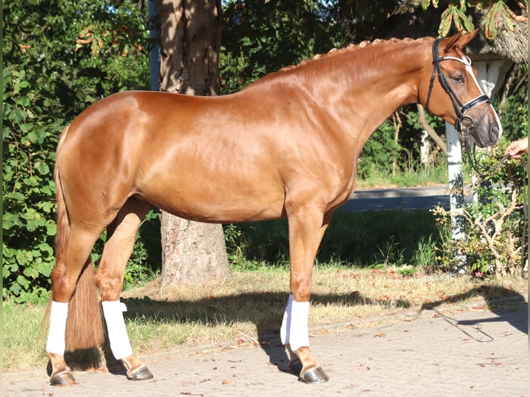 Hannover Giumenta 5 Anni 168 cm Sauro in Selsingen