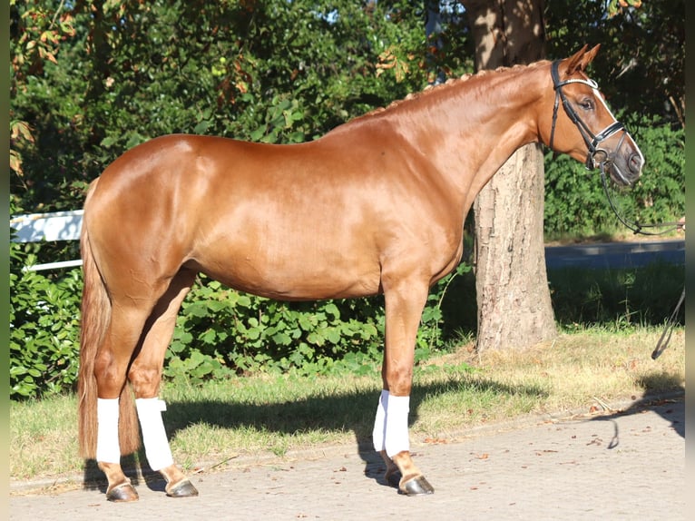 Hannover Giumenta 5 Anni 168 cm Sauro in Selsingen