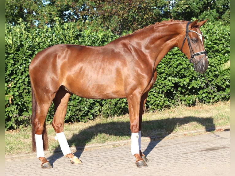 Hannover Giumenta 5 Anni 168 cm Sauro in Selsingen