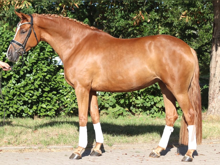 Hannover Giumenta 5 Anni 168 cm Sauro in Selsingen