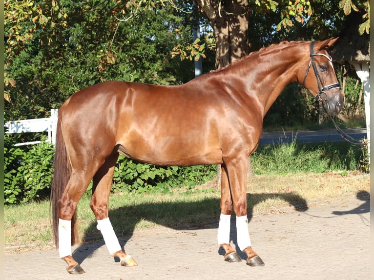Hannover Giumenta 5 Anni 168 cm Sauro in Selsingen