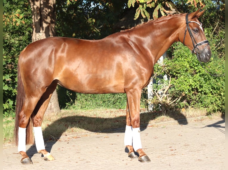 Hannover Giumenta 5 Anni 168 cm Sauro in Selsingen