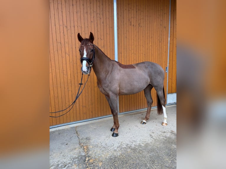 Hannover Giumenta 5 Anni 168 cm Sauro in Weil