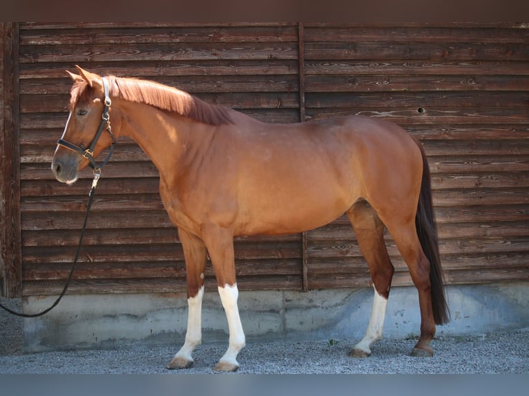 Hannover Giumenta 5 Anni 168 cm Sauro in Mannheim-Neckarau