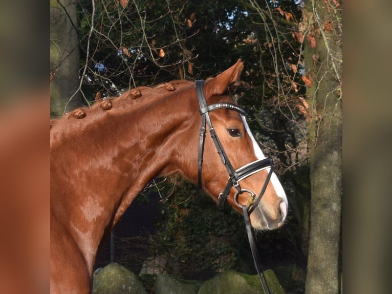 Hannover Giumenta 5 Anni 168 cm Sauro in Fredenbeck