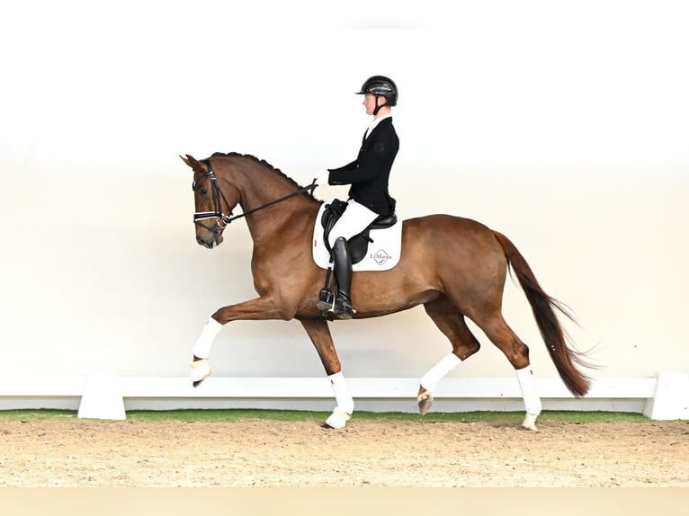 Hannover Giumenta 5 Anni 168 cm Sauro in Lüdinghausen