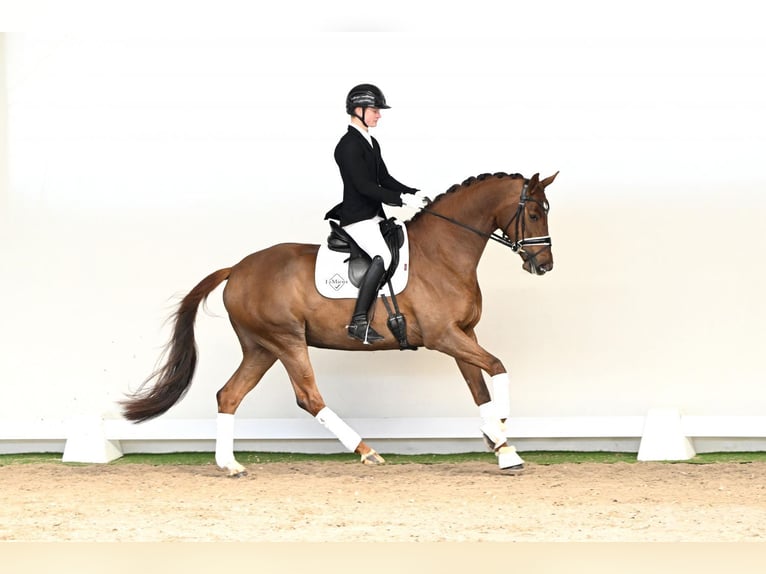 Hannover Giumenta 5 Anni 168 cm Sauro in Saerbeck