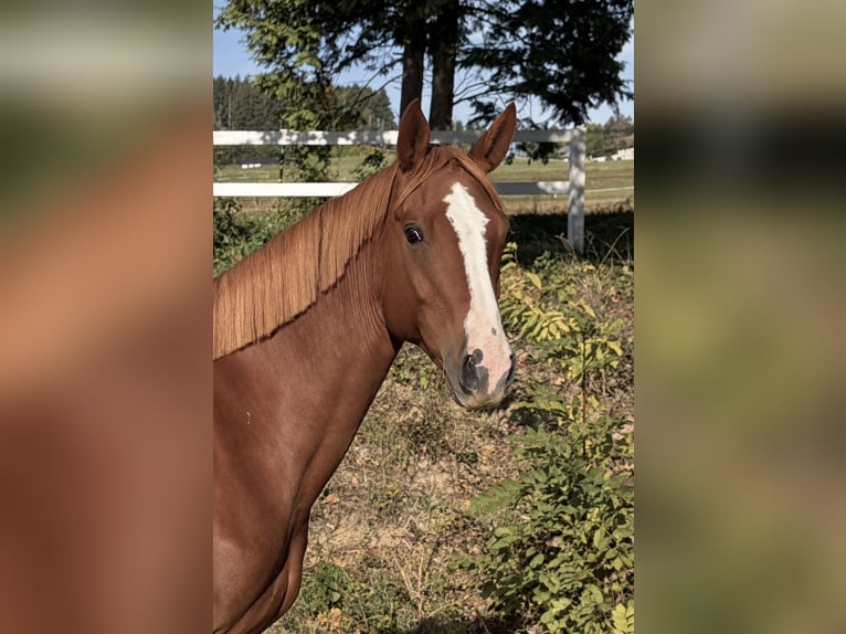 Hannover Giumenta 5 Anni 168 cm Sauro in Pelmberg