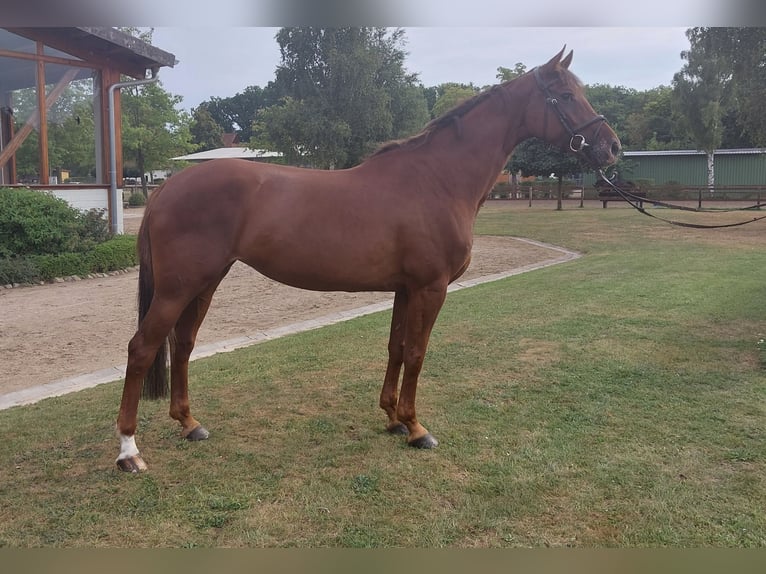 Hannover Giumenta 5 Anni 168 cm Sauro in Bergen (Dumme) Bergen