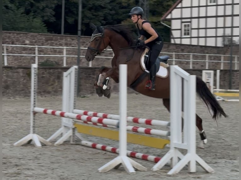Hannover Giumenta 5 Anni 168 cm Sauro scuro in N&#xF6;rten-Hardenberg
