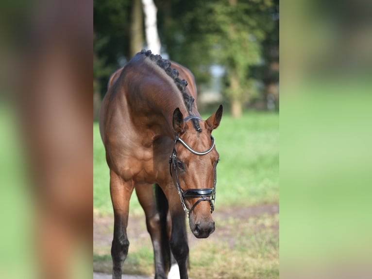 Hannover Giumenta 5 Anni 169 cm Baio in Lohne (Oldenburg)