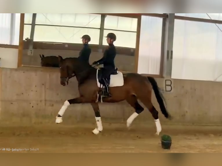 Hannover Giumenta 5 Anni 169 cm Baio in Warendorf