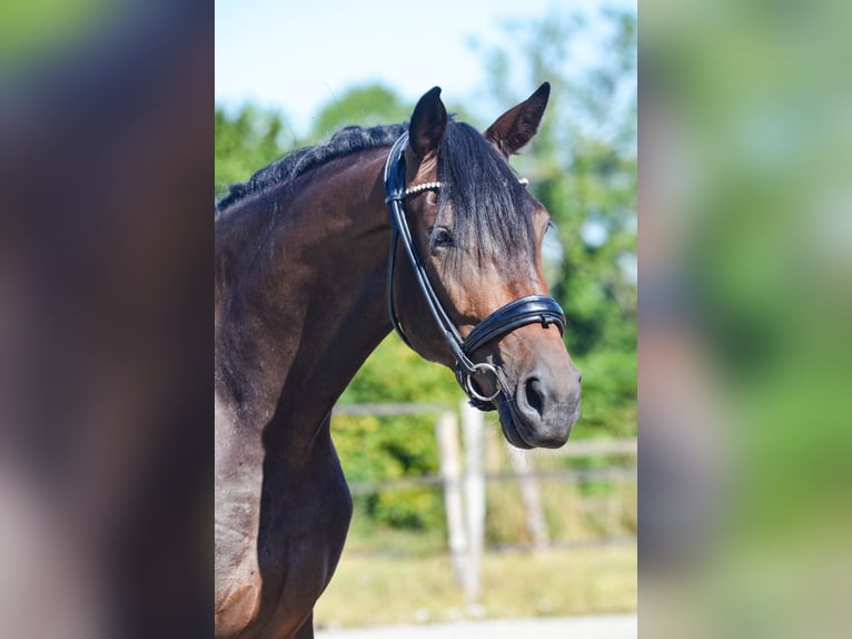 Hannover Giumenta 5 Anni 169 cm Baio nero in Marigny