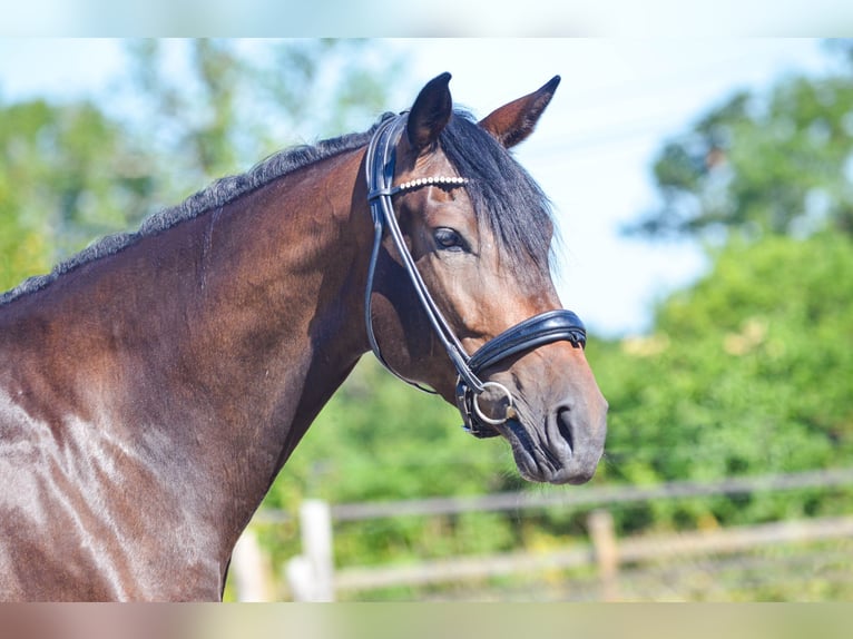 Hannover Giumenta 5 Anni 169 cm Baio nero in Marigny