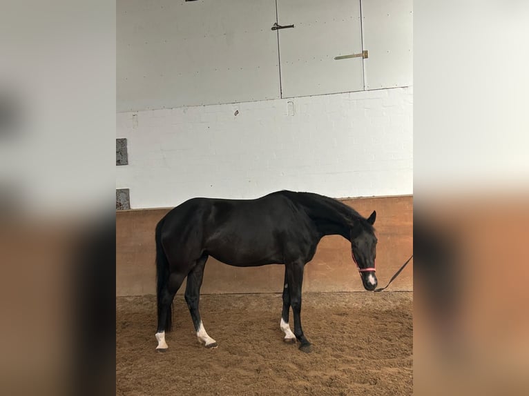 Hannover Giumenta 5 Anni 169 cm  in Borstel