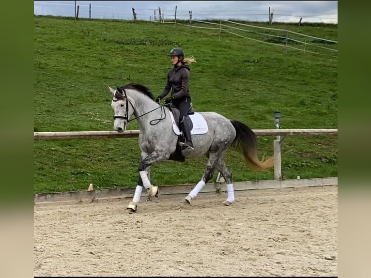 Hannover Giumenta 5 Anni 169 cm Grigio in Savoie