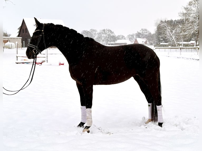 Hannover Giumenta 5 Anni 169 cm Morello in Kirchlinteln