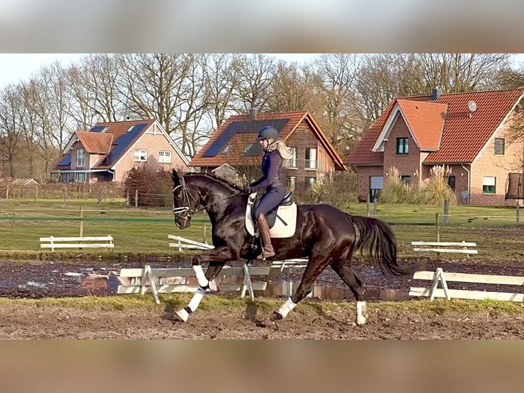 Hannover Giumenta 5 Anni 169 cm Morello in Kirchlinteln