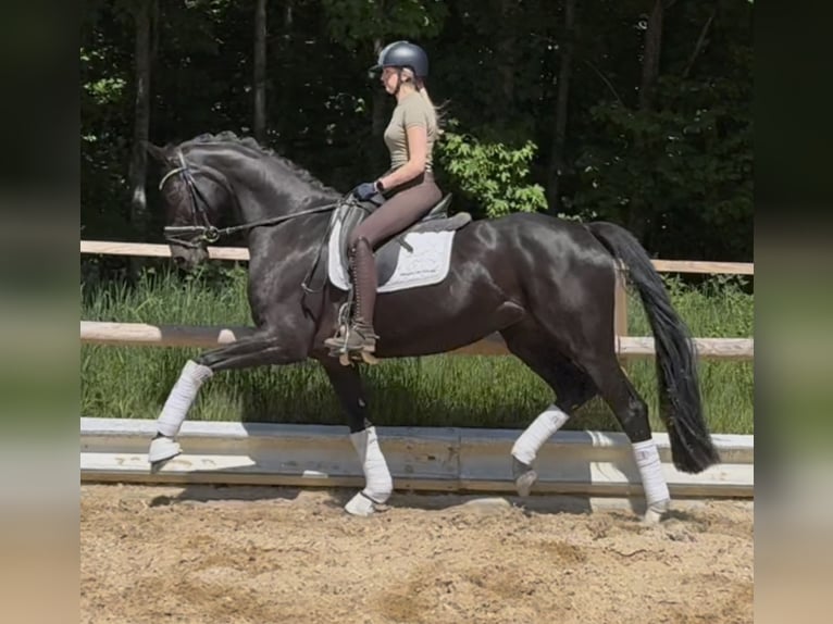 Hannover Giumenta 5 Anni 169 cm Morello in Wehringen