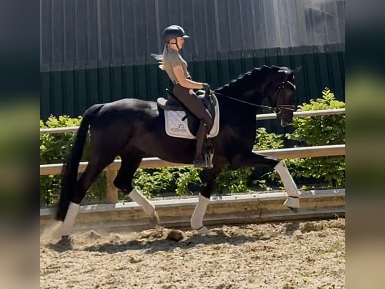 Hannover Giumenta 5 Anni 169 cm Morello in Wehringen