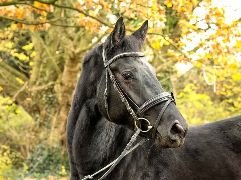 Hannover Giumenta 5 Anni 169 cm Morello in Langelsheim