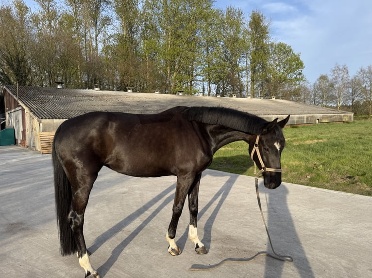 Hannover Giumenta 5 Anni 169 cm Morello in Sch&#xFC;ttorf