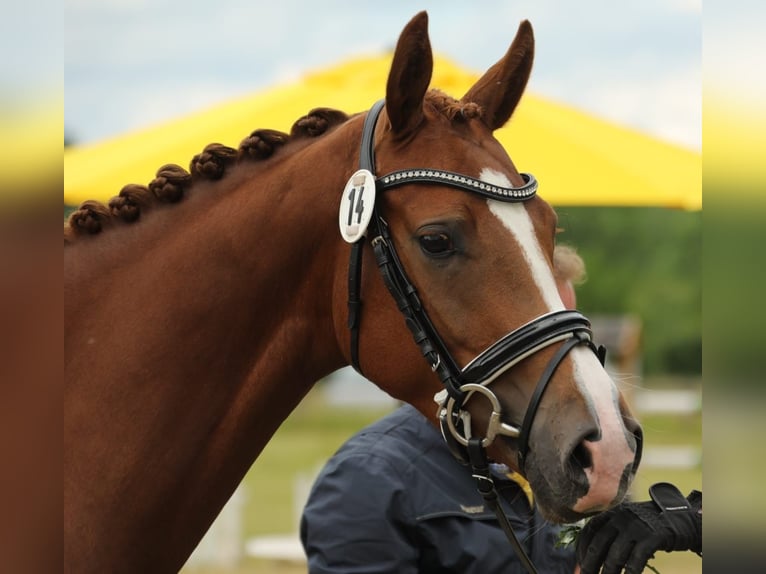 Hannover Giumenta 5 Anni 169 cm Sauro in Celle