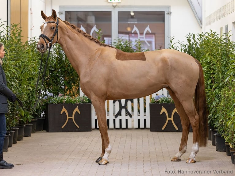 Hannover Giumenta 5 Anni 169 cm Sauro in Verden