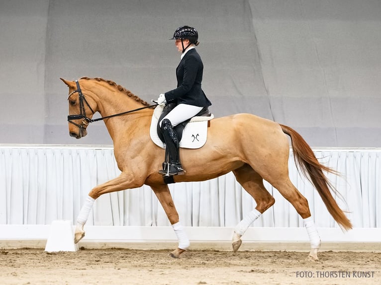 Hannover Giumenta 5 Anni 169 cm Sauro in Verden