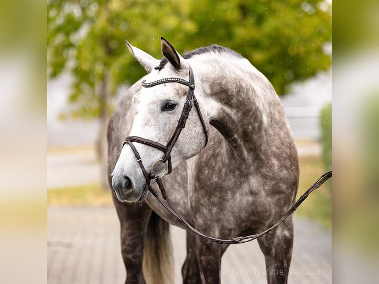 Hannover Giumenta 5 Anni 169 cm Sauro in Verden