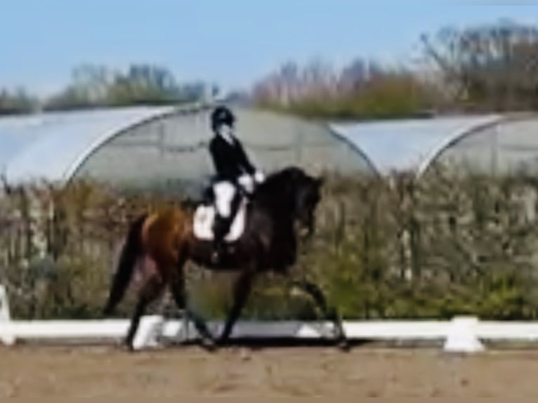 Hannover Giumenta 5 Anni 170 cm Baio in Sottrum