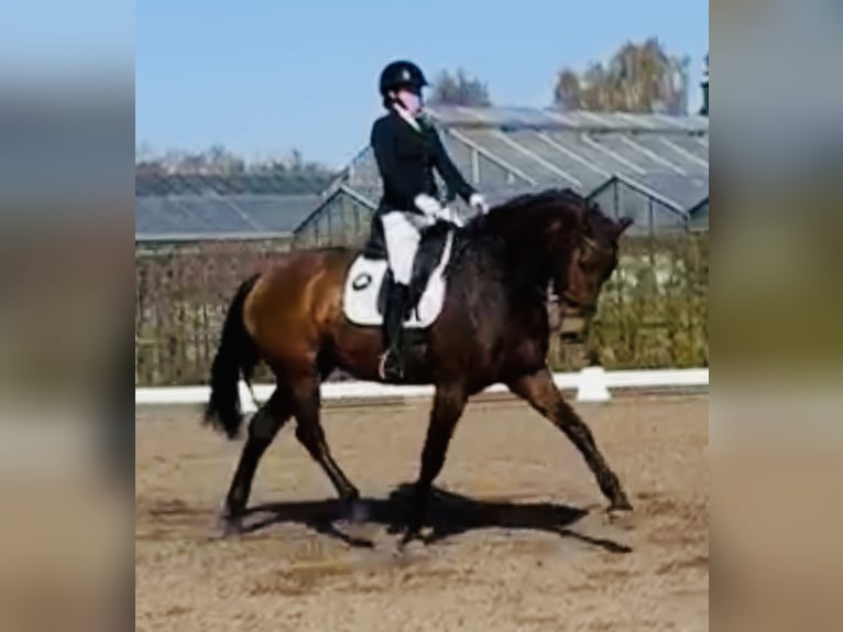 Hannover Giumenta 5 Anni 170 cm Baio in Sottrum