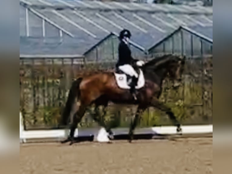 Hannover Giumenta 5 Anni 170 cm Baio in Sottrum