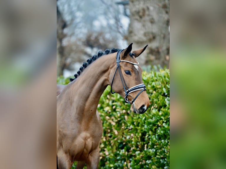 Hannover Giumenta 5 Anni 170 cm Baio in Vechta
