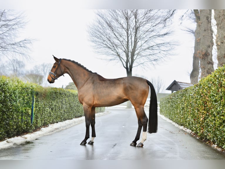 Hannover Giumenta 5 Anni 170 cm Baio in Vechta