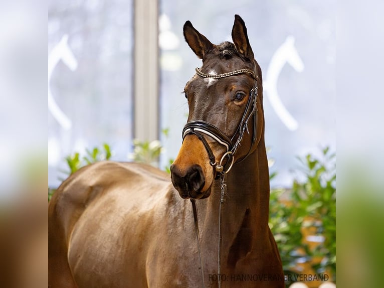 Hannover Giumenta 5 Anni 170 cm Baio in Verden