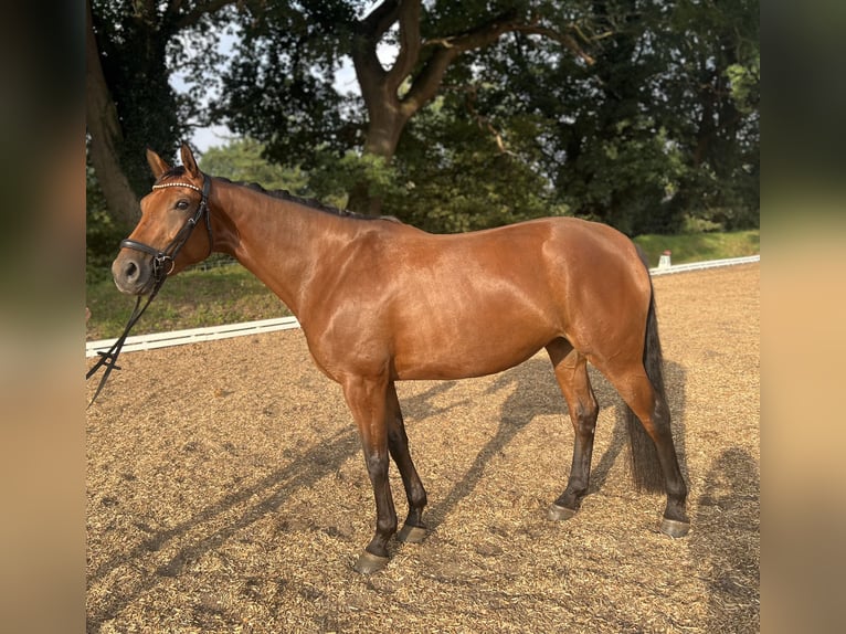 Hannover Giumenta 5 Anni 170 cm Baio in Hamburg