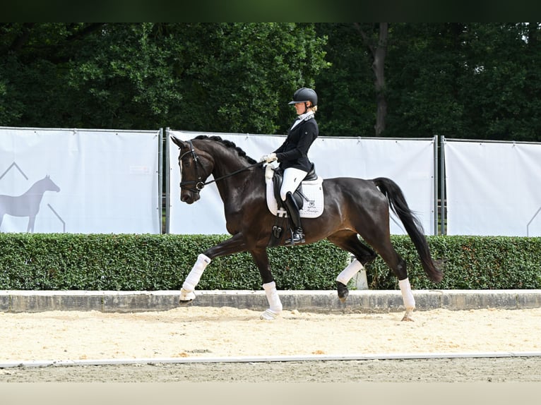 Hannover Giumenta 5 Anni 170 cm Baio nero in Bad Bevensen