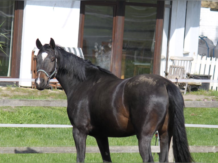 Hannover Giumenta 5 Anni 170 cm Baio nero in Ratekau