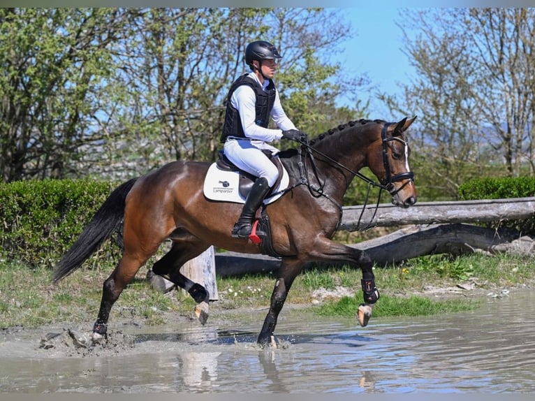 Hannover Giumenta 5 Anni 170 cm Baio scuro in Gomadingen