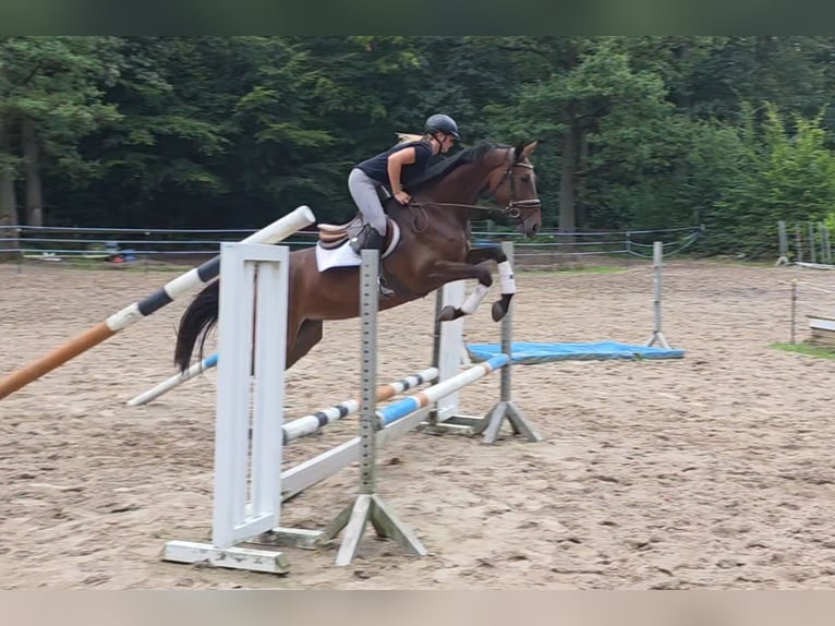 Hannover Giumenta 5 Anni 170 cm Baio scuro in Braunschweig