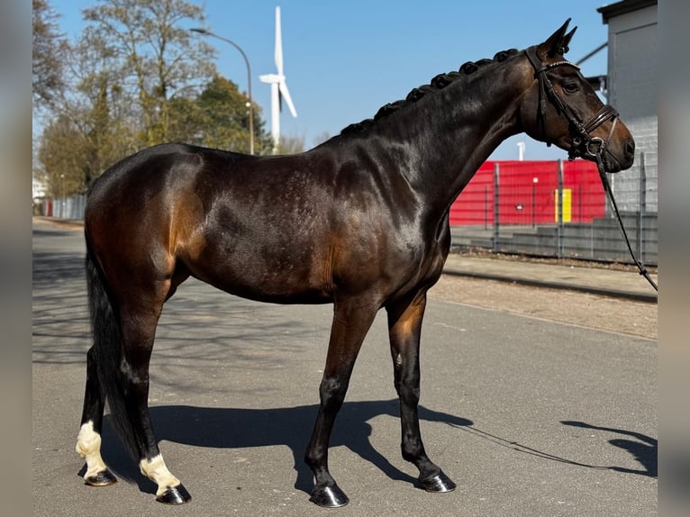 Hannover Giumenta 5 Anni 170 cm Baio scuro in Osnabrück