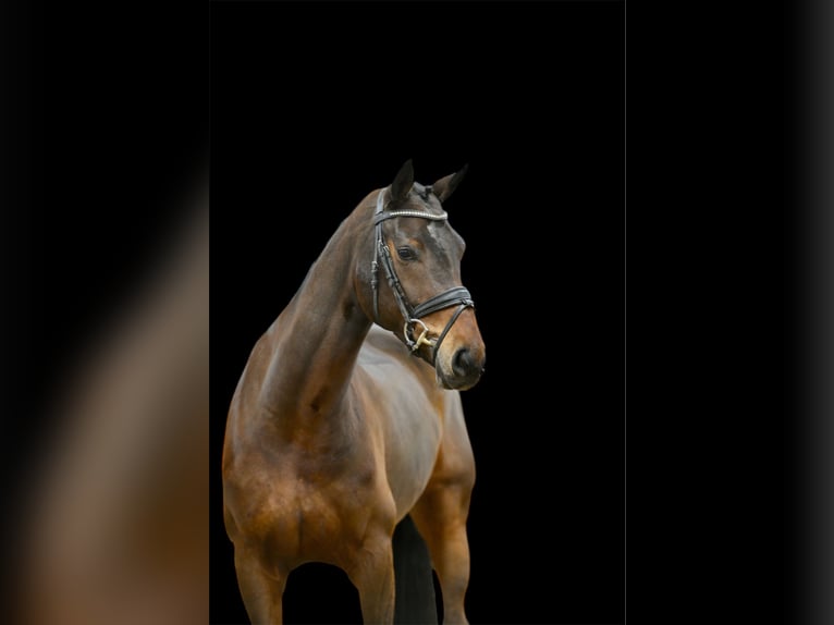 Hannover Giumenta 5 Anni 170 cm Baio scuro in Visbek