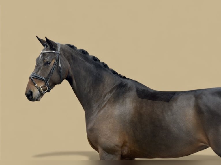 Hannover Giumenta 5 Anni 170 cm Baio scuro in Visbek