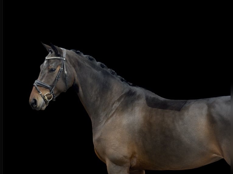 Hannover Giumenta 5 Anni 170 cm Baio scuro in Visbek