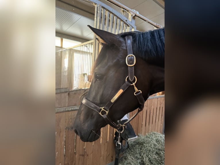 Hannover Giumenta 5 Anni 170 cm Baio scuro in Freystadt