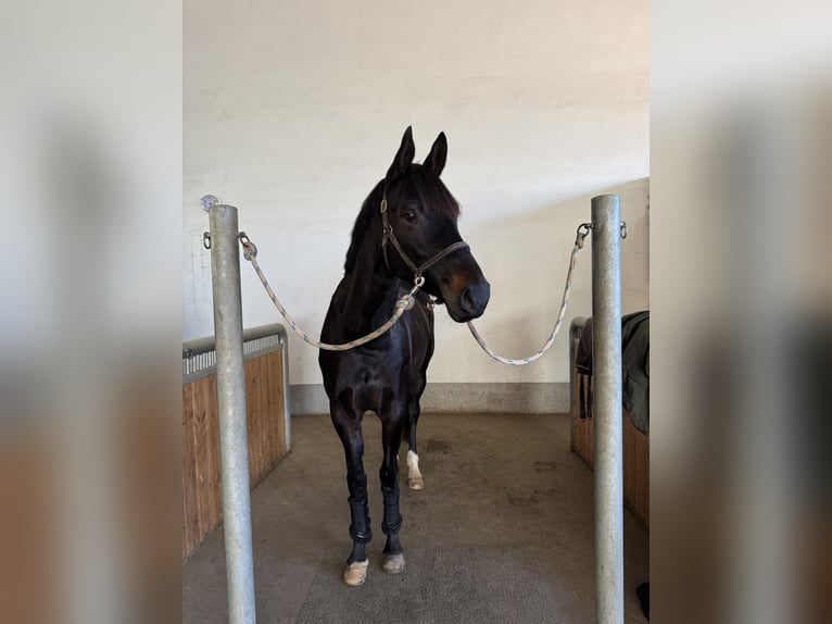 Hannover Giumenta 5 Anni 170 cm Baio scuro in Freystadt