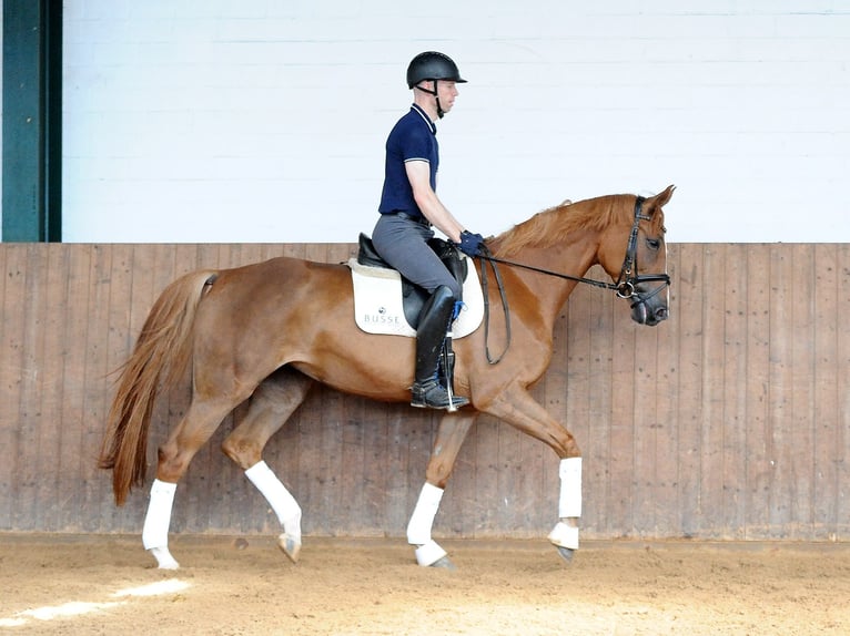 Hannover Giumenta 5 Anni 170 cm in Isernhagen