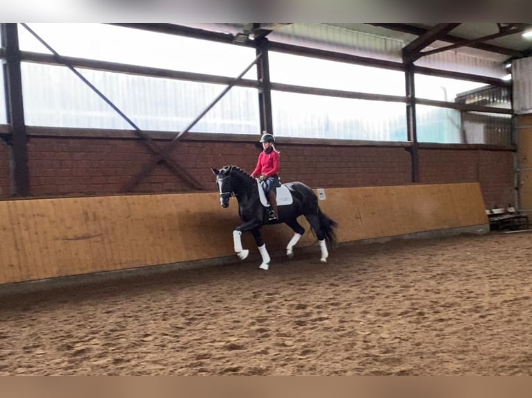 Hannover Giumenta 5 Anni 170 cm in Selsingen