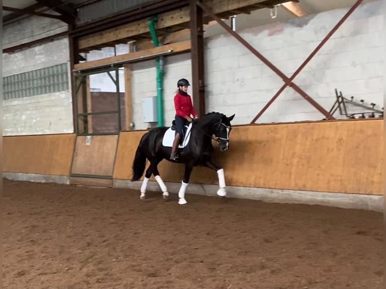 Hannover Giumenta 5 Anni 170 cm in Selsingen